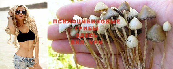 стаф Горняк